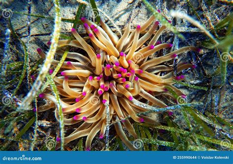Golden Anemone Condylactis Aurantiaca Sea Anemone In To The