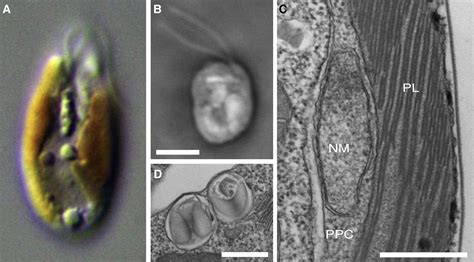 Cryptomonads: Current Biology