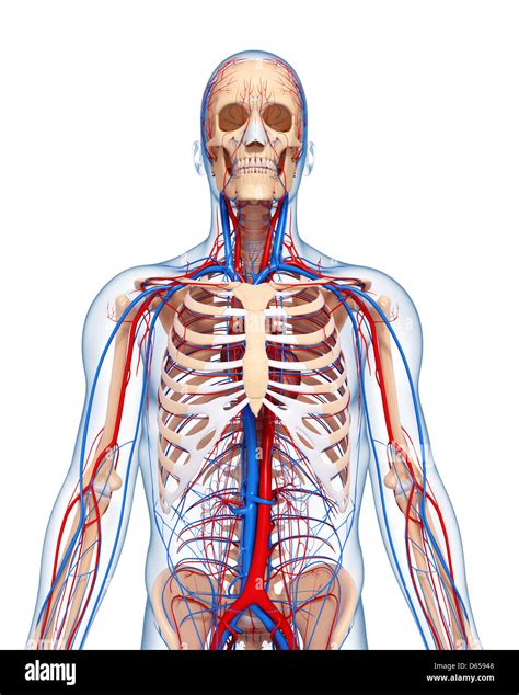 Upper Body Anatomy Hi Res Stock Photography And Images Alamy Atelier