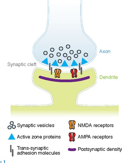 Figure 1 from Dynamic aspects of CNS synapse formation. | Semantic Scholar