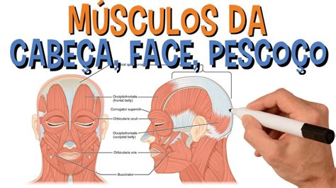 Musculos Da Cabeça E Do Pescoço FDPLEARN