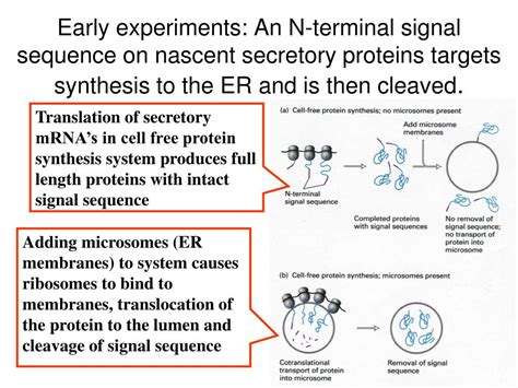 Ppt How Does A Protein Get To The Correct Cellular Location