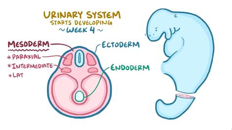 Development Of The Renal System Video Anatomy Osmosis