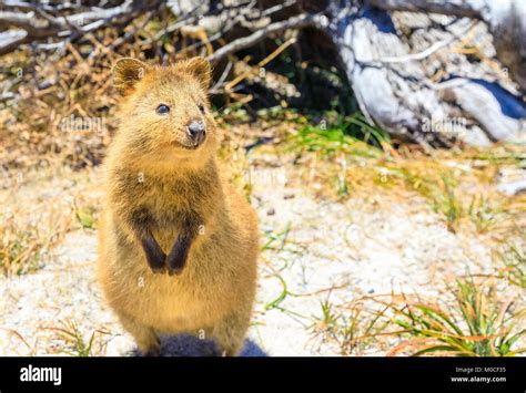 Quokka Rottnest Island Stock Photo - Alamy