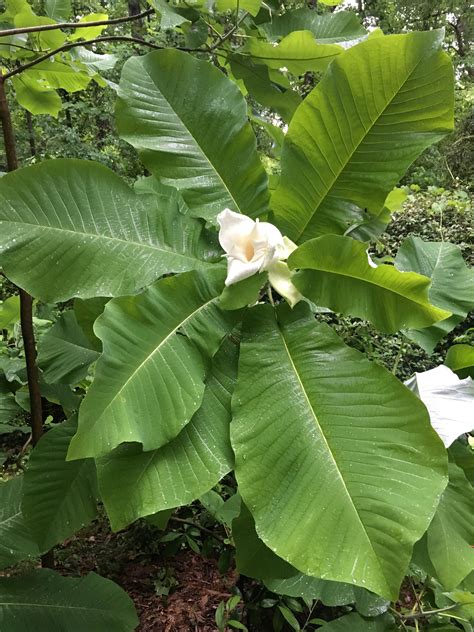 My Big Leaf Magnolia Is Blooming For The First Time Rgardening