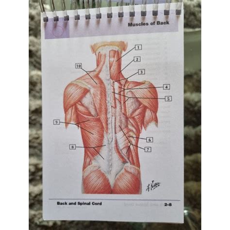 Netter S Anatomy Flash Cards Th Edition Deck