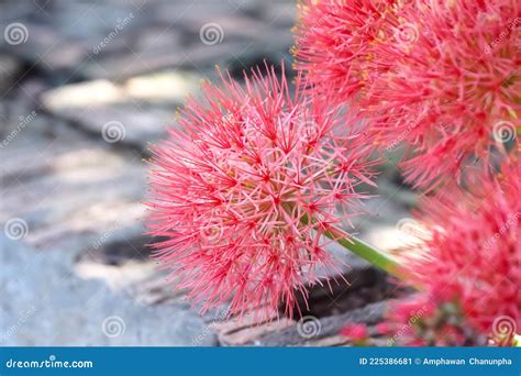 Close Up Colorful Red Blood Flowers Or Powder Puff Lily Blooming In