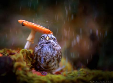 Little Cute Owl Wallpaper,HD Birds Wallpapers,4k Wallpapers,Images,Backgrounds,Photos and Pictures