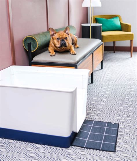 Have A Pet Friendly Stay At The Kimpton Saint George Travel Design