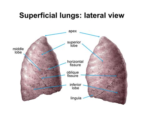 Jarvis Chapter Thorax And Lungs Flashcards Quizlet