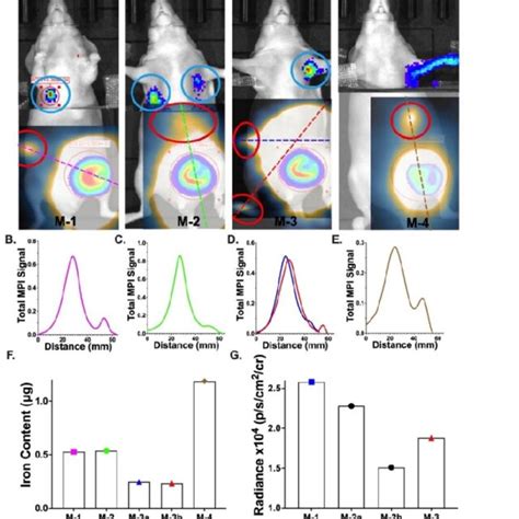 Secondary Signals Observed In MPI And Akaluc BLI In Vivo A Overlay