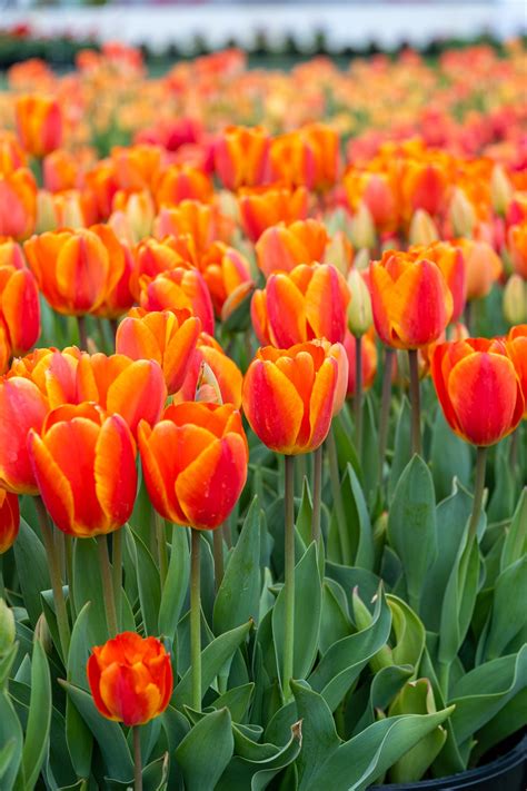 Bunga Bunga Tulip Kelopak Padang Foto Gratis Di Pixabay Pixabay