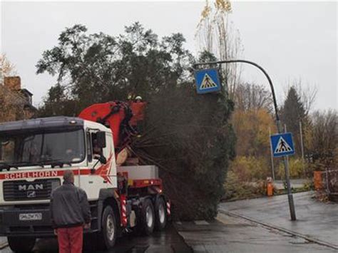 Suhl Zella Mehlis Stattlicher Weihnachtsbaum Rollt Durch Enge Stra En