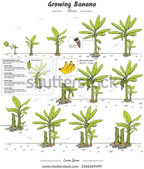 Banana Tree Growth Stages Infographic Elements Stock Vector (Royalty ...