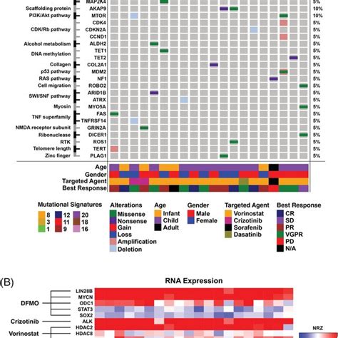 A Oncoprint Showing Genomic Phenotypic And Clinical Notes Of