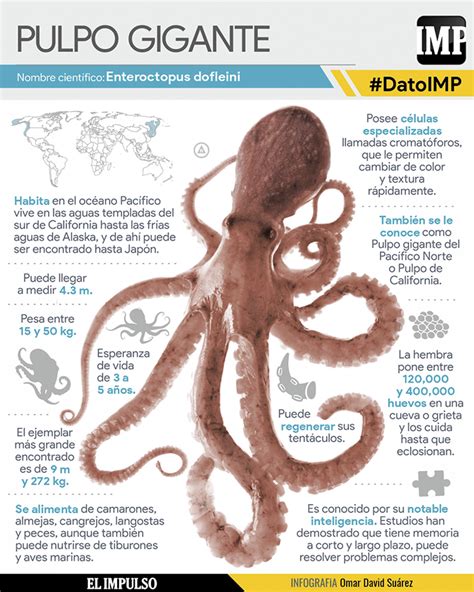 DatoIMP Pulpo gigante Titán del Pacífico 25May El Impulso