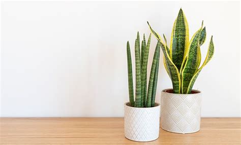 Sansevieria La Planta De Interior Ideal Para Principiantes En