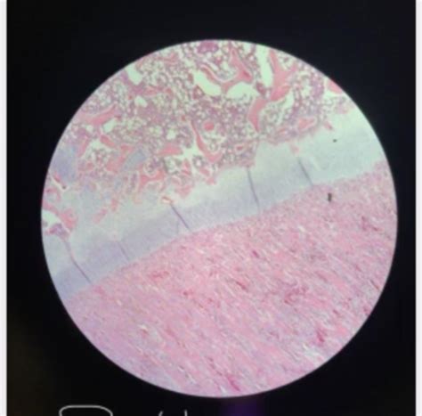 histology  flashcards quizlet