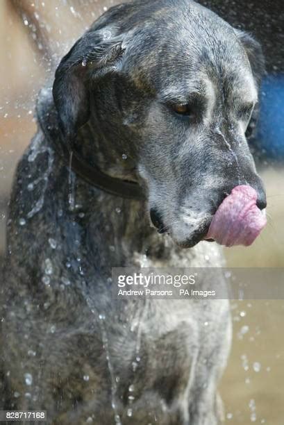 Great Dane Bath Photos And Premium High Res Pictures Getty Images