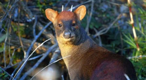 Descubren Nueva Especie De Pud En El Norte De Per Tras D Cadas De