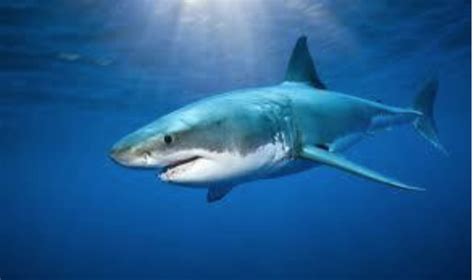 Porbeagle Shark