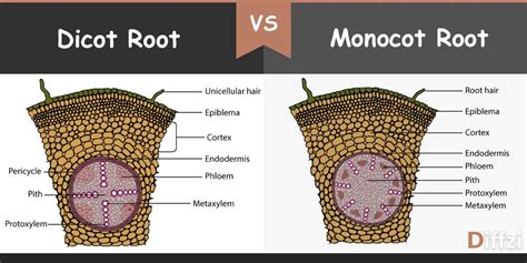 [DIAGRAM] Flowers Monocot Dicot Diagram - MYDIAGRAM.ONLINE