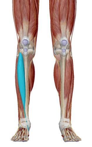 Gross Anatomy Lower Leg Ankle Foot Flashcards Quizlet