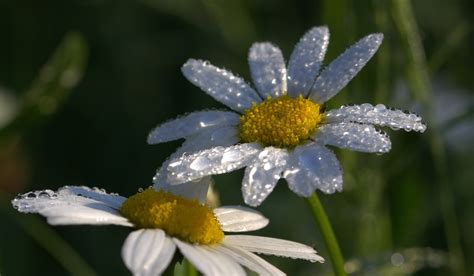 Daisies Leucanthemum Maximum Free Photo On Pixabay Pixabay