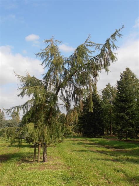 Larix decidua 'Pendula' | Larix decidua 'Pendula' - Van den Berk Nurseries