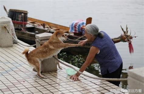 鏡頭下：老人與狗洗澡溫情 每日頭條