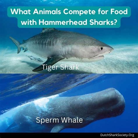 What Do Hammerhead Sharks Eat? - Dutch Shark Society