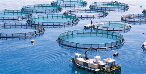 Aquaculture LANDA Mise Sur La Formation Aujourd Hui Le Maroc