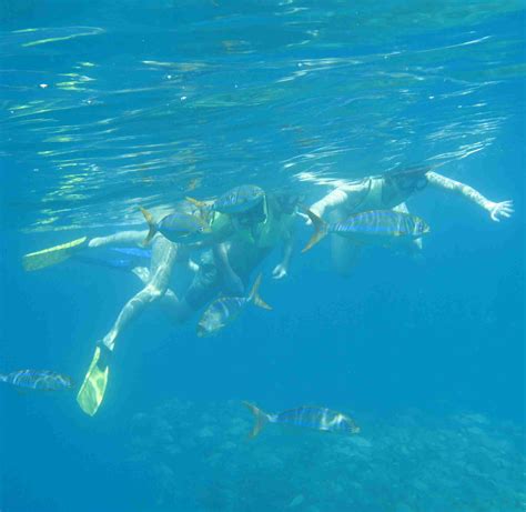 Costa Rica Snorkeling Tour, Cano Island, Costa Rica, one day beginner ...