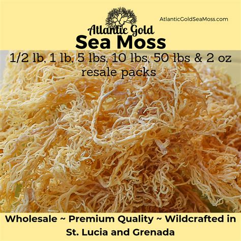 1 2 LB DRIED ATLANTIC GOLD SEA MOSS 5 LBS HYDRATED HOW MUCH GEL