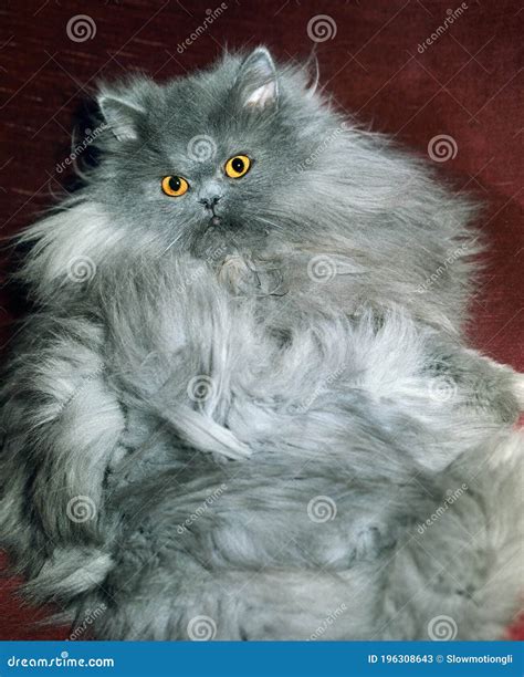Blue Persian Cat Atelier Yuwaciaojp