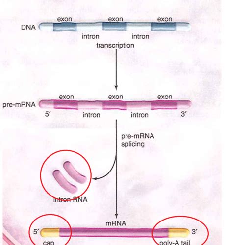 Control Of Gene Expression Flashcards Quizlet