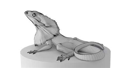 3d Lizards Animal Nature Model Turbosquid 1679514