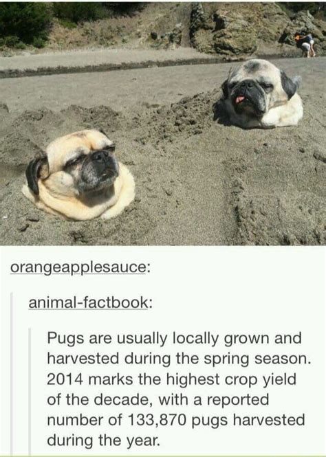 The best Pugs memes :) Memedroid