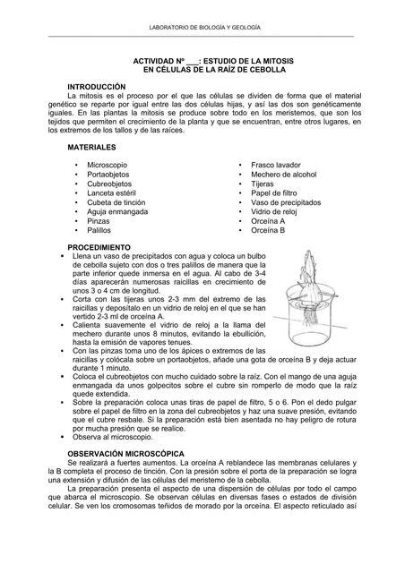 Mitosis En C Lulas De La Ra Z De Cebolla Jessica Ben Tez Udocz