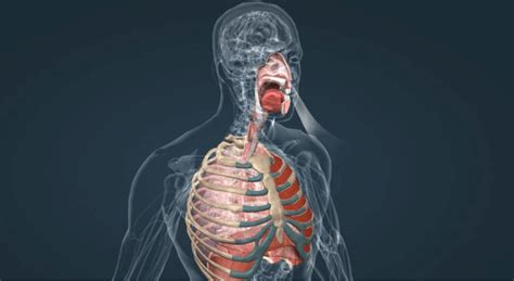 Respiratory system... | Download Scientific Diagram