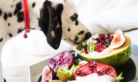 Frutas Y Verduras Saludables Para Tu Perro Pampermut Blog