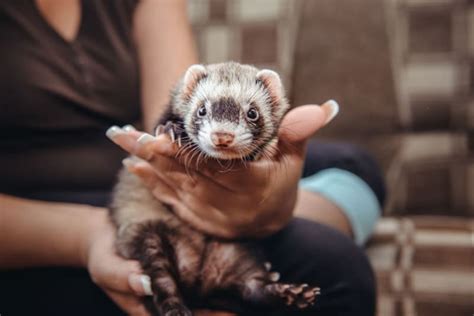 Best Small Exotic Pets For Apartment Living