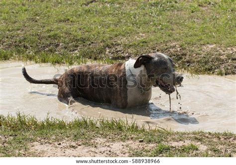 Muddy Dog Stock Photo 588938966 Shutterstock