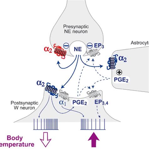 Pre Versus Postsynaptic A 2a Adrenoceptor Functions Presynaptic A 2a