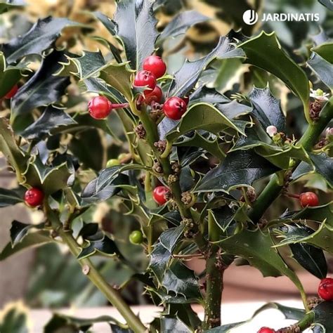 Acebo Caracter Sticas Y Cuidados Del Ilex Aquifolium Jardinatis