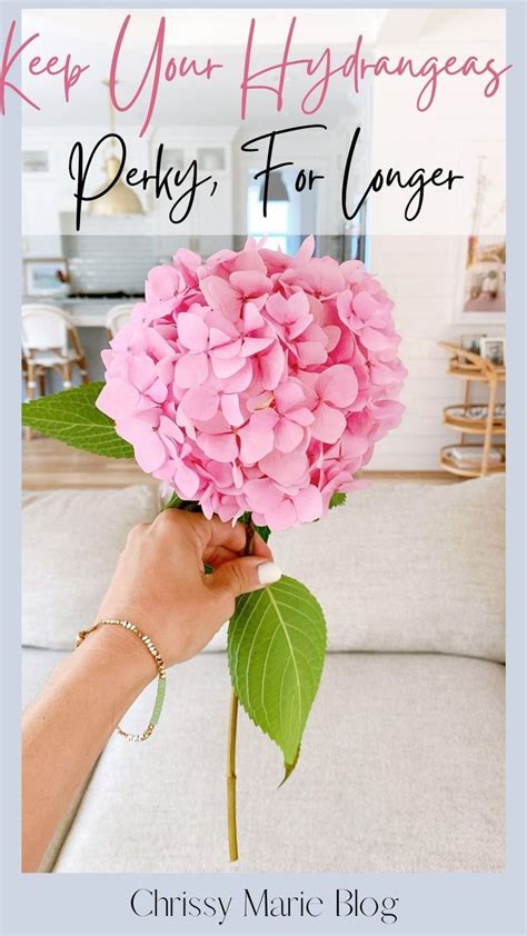 How I Keep Cut Hydrangeas From Wilting Chrissy Marie Blog Hydrangea