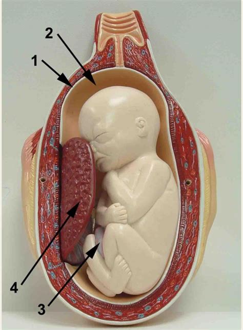 Fetus And Placenta Diagram Quizlet