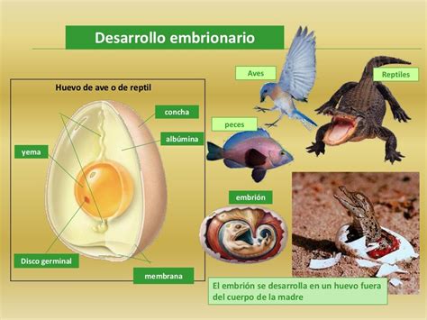 Desarrollo Embrionario