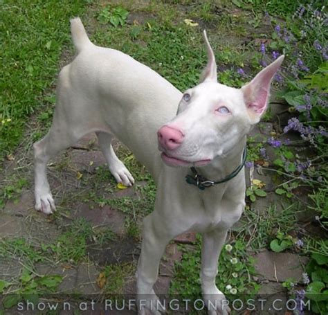 Pin By Kisha Lockner On My Dog Wish List Albino Animals Doberman