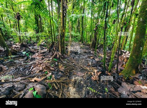 Ecuador Rainforest Green Nature Hiking Trail Path In Tropical Jungle